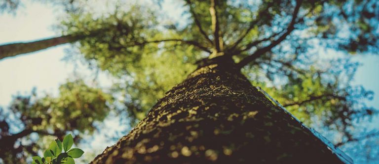 Read more about the article The next 10 years: our raison d’etre