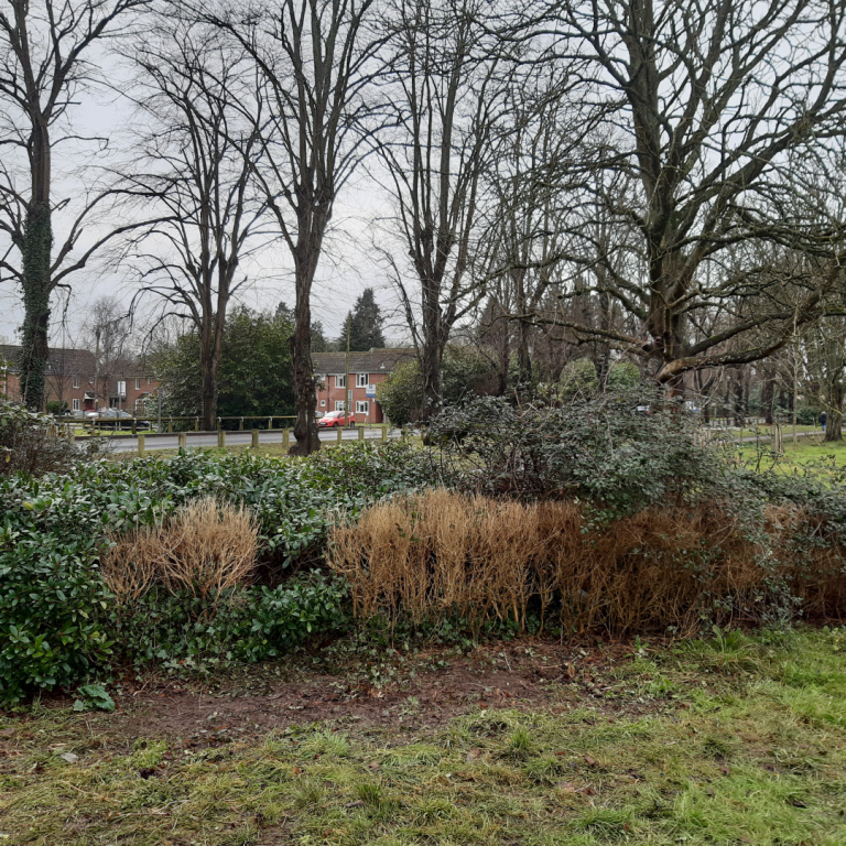 Read more about the article Join the Park Friends at Havenstoke Park – Make a Difference in Your Community!