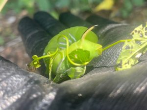 Read more about the article Park Friends: Beautifying Paths and Spotting Nature’s Hidden Gems